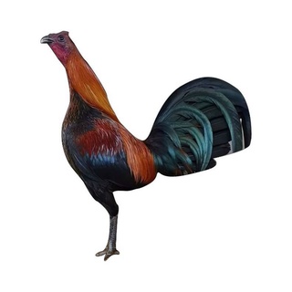 Thú bông 3D - GÀ ĐÁ, GÀ TẬP LỰC 🐓