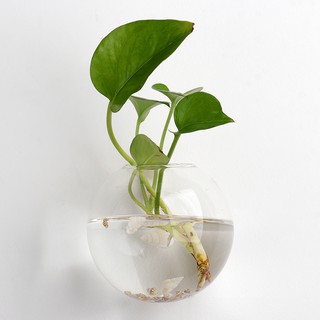 Bể Cá mini Treo Tường Trang Trí Nhà Cửa
