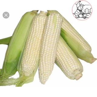 Hạt bắp nếp trắng dẻo - gói 100 gram