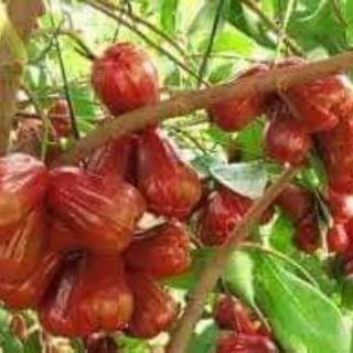 Cây  roi đỏ