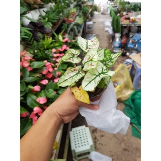 Cây Mon cảnh - Cây Muống Nhật
