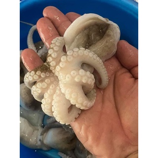 1kg bạch tuột baby(giao nhanh tp hcm)