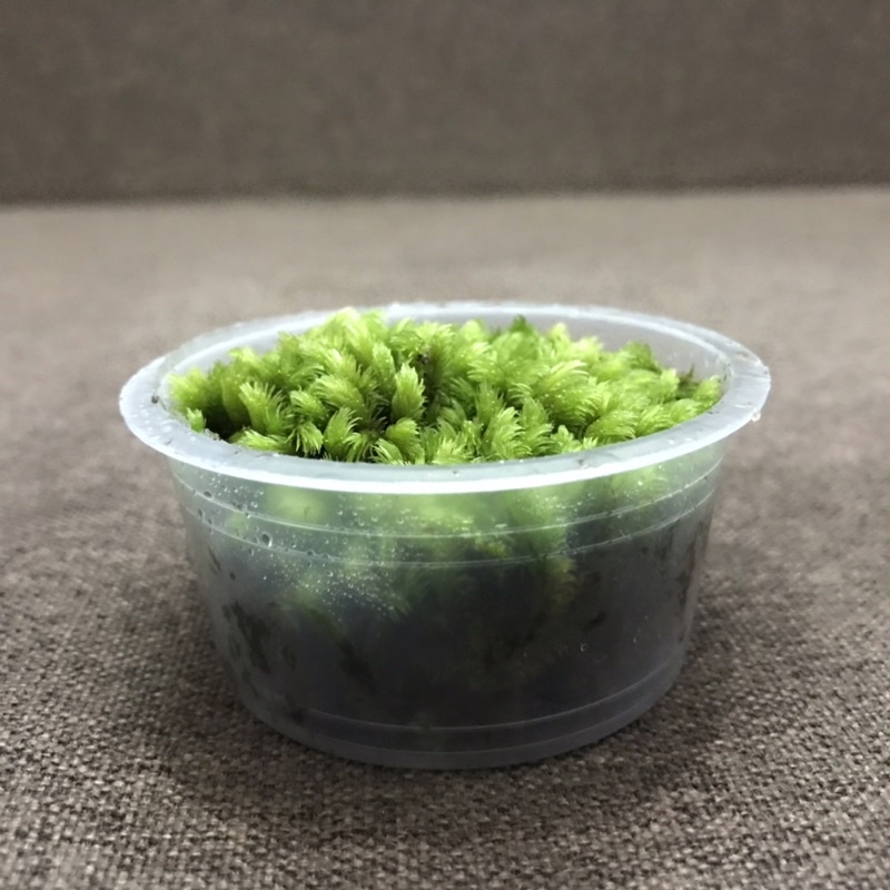 Hộp rêu Cushion kích thước 6,8 x 3cm