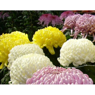 Hạt giống hoa cúc Đại đóa Mix