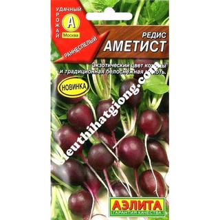 Hạt Giống Củ Cải Tím (2g)