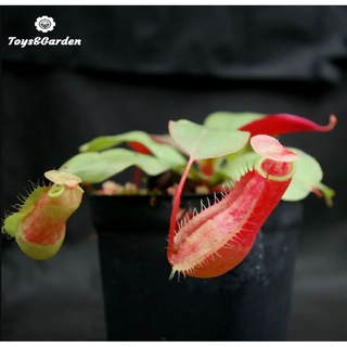 Cây nắp ấm nepenthes mirabilis, cây bắt mồi cây ăn thịt, cây decor, cây phong thuỷ, quà tặng ý nghĩa