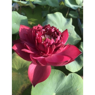 Củ sen đỏ Red Phoenix Phượng hoàng lửa