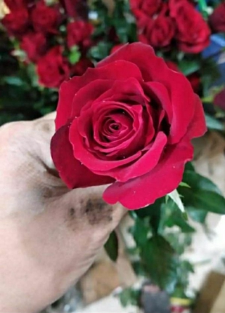 Hồng nhung sadec đang nụ bầu đất