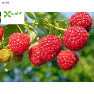 Hạt giống Mâm xôi đỏ (30 hạt) (Phúc bồn tử)