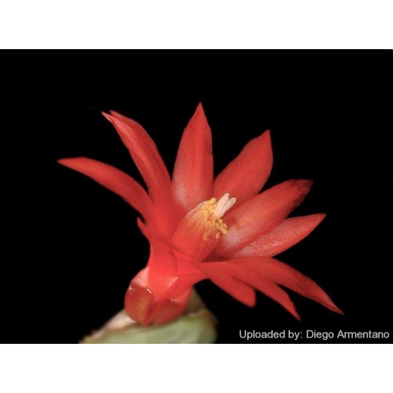 Cây Tiểu Quỳnh nhỏ, chưa hoa (Easter Cactus)