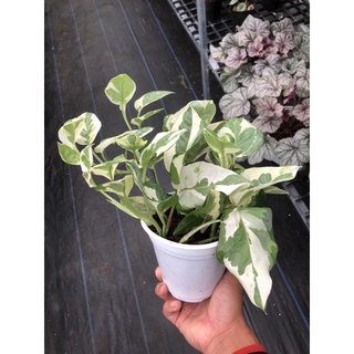 Trầu bà sữa (N Joy Pothos)