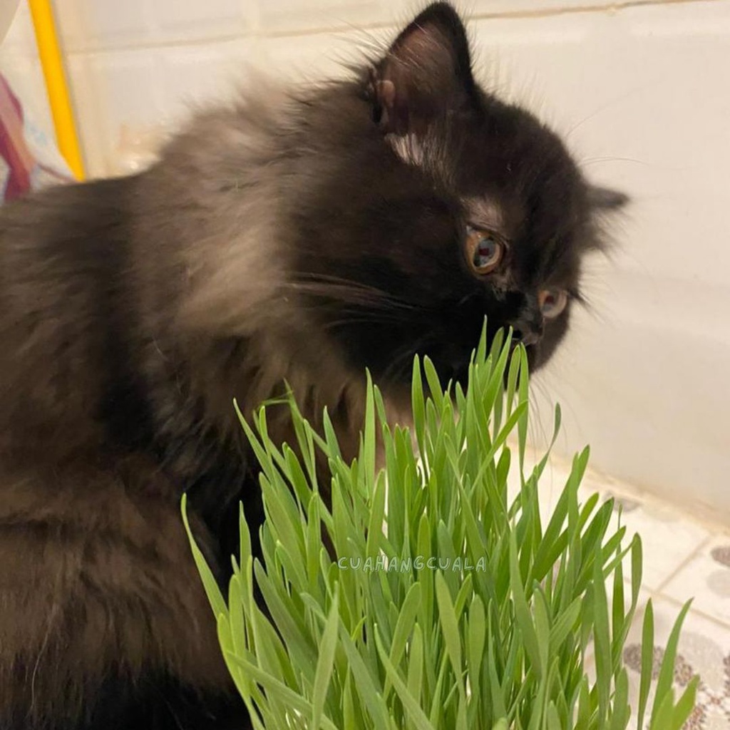 Cỏ mèo tươi trồng sẵn - Bổ sung chất xơ vitamin, chống búi lông, hỗ trợ tiêu hóa
