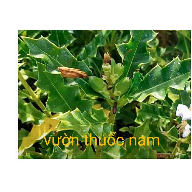 1kg cây ô rô tươi hái tại vườn nhà làm thảo dược