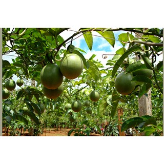 HẠT GIỐNG Chanh dây Đài Loan
