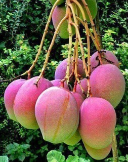 Cây Xoài Tím Thái Lan