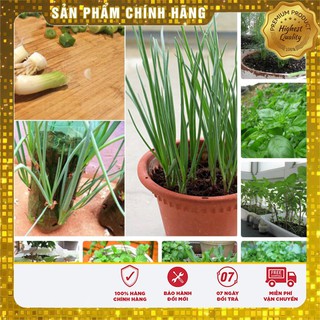 Hạt giống rau gi vị COMBO 08 Loại