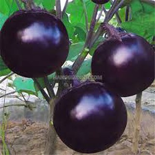 30 hạt giống cà tím quả tròn đen lên mầm cục tốt