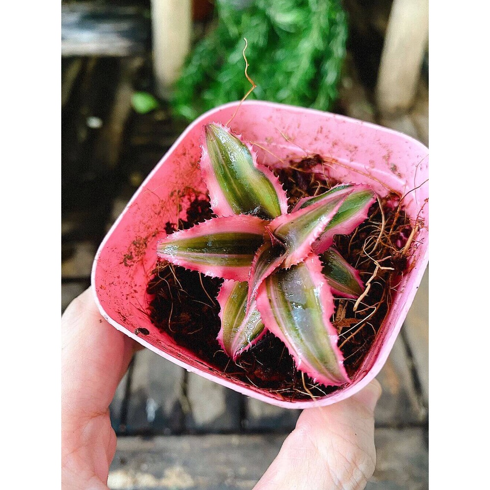 Cây giống Cryptanthus bivittatus Pink Starlite (Dứa cảnh, Nhung Diệp Tiểu Phụng) chậu nhựa