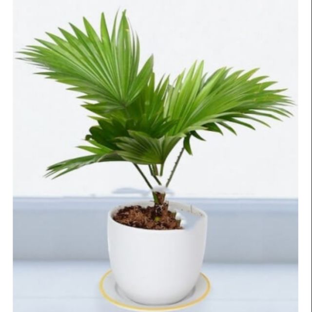 Cây cọ cảnh