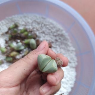 Sen lithops lẻ (sen mông)