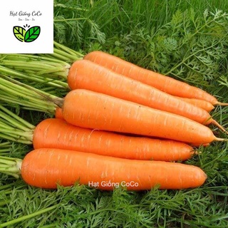 Hạt giống cà rốt chịu nhiệt kudora gói 2gr