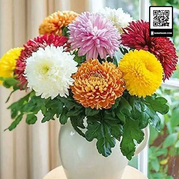 Hạt giống hoa cúc đại đóa mix nhiều màu