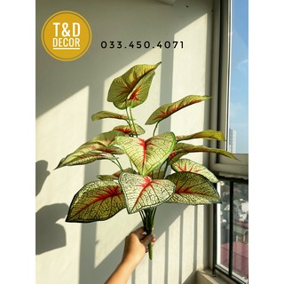 CÂY MÔN CẢNH 60CM - CÂY GIẢ
