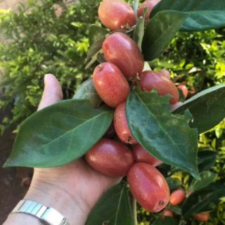 Cây giống nhót ngọt