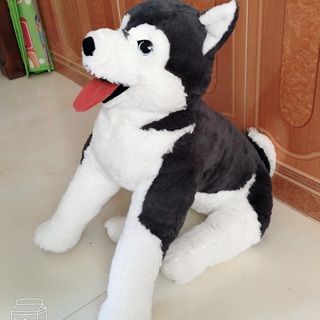 Gấu chó giống thật