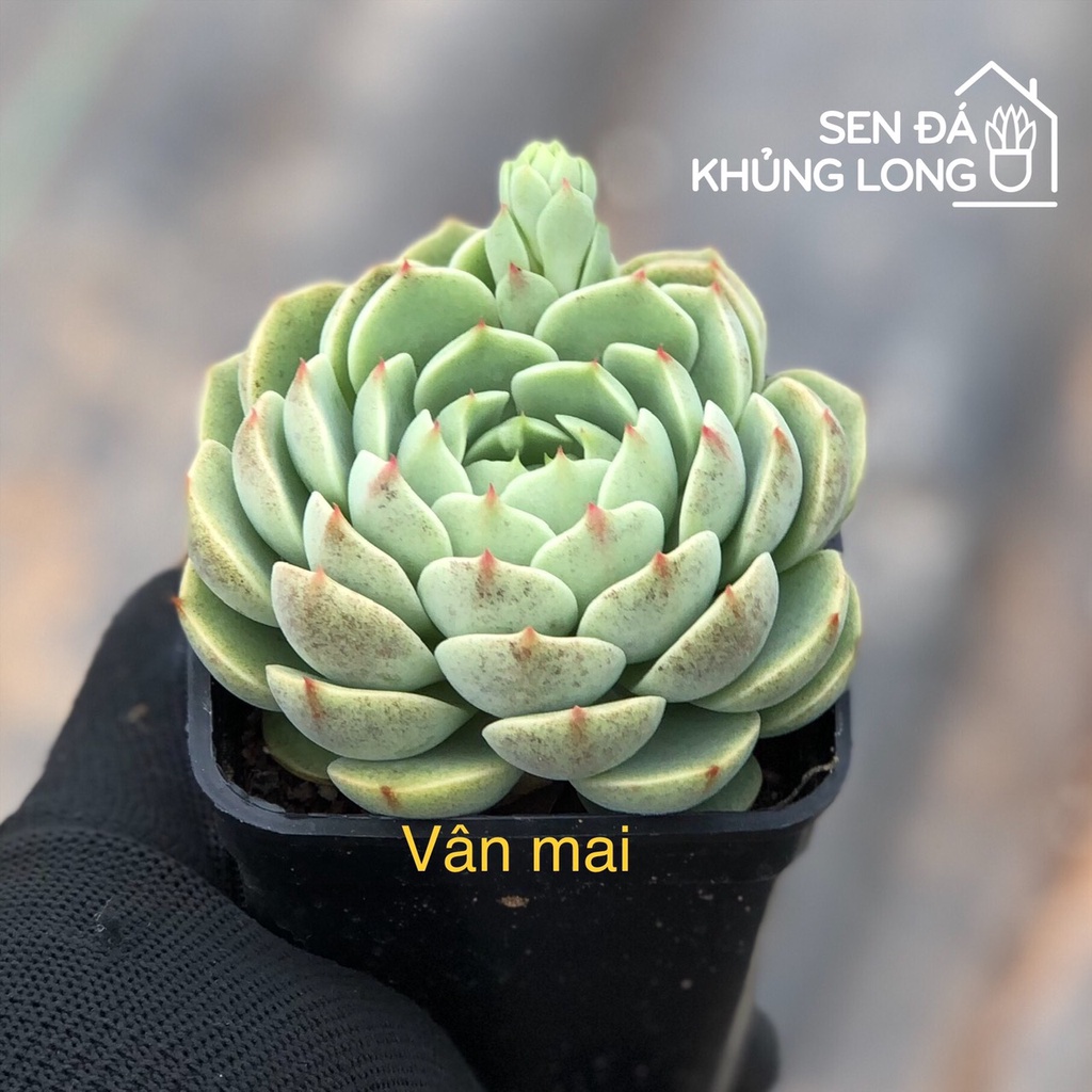 Sen đá Vân Mai - echeveria ben badis