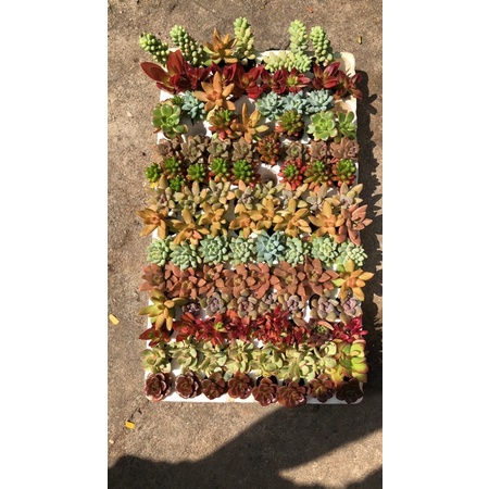 COMBO 10 SEN VỈ SIÊU ĐẸP