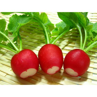 hạt giống củ cải đỏ mini 10h