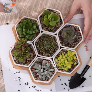 [Chậu xi măng cao cấp Cori] Chậu lục giác mini - The Hexagon