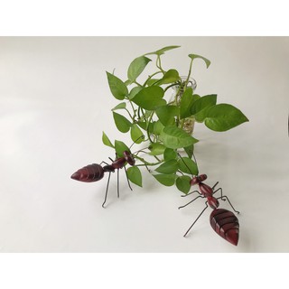 Kiến thợ - thủ công mỹ nghệ & trang trí - combo 2 con