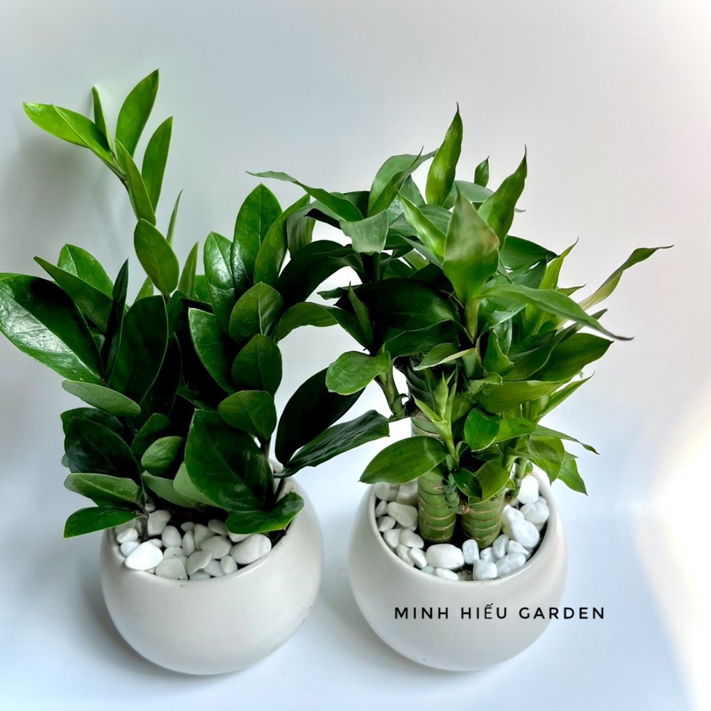 Combo phát tài kim tiền để bàn dễ chăm sóc