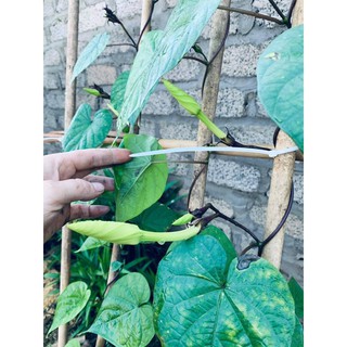 Hạt giống hoa chomchan
