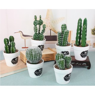 Mô hình chậu xương rồng, xương rồng giả