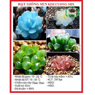 Hạt giống sen đá kim cương mix 200 hạt gói - DC