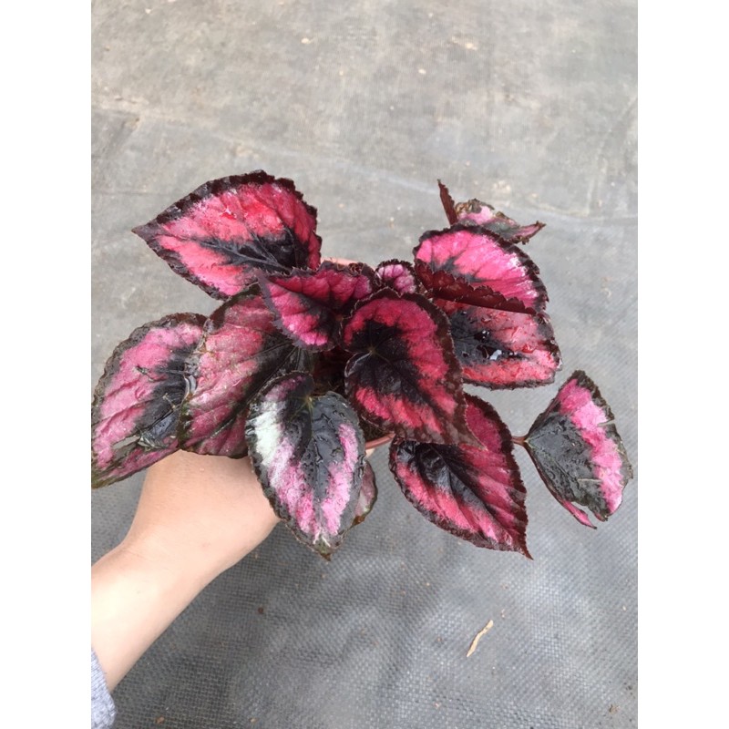 Chậu cứng Combo sắc hồng tím cực xinh