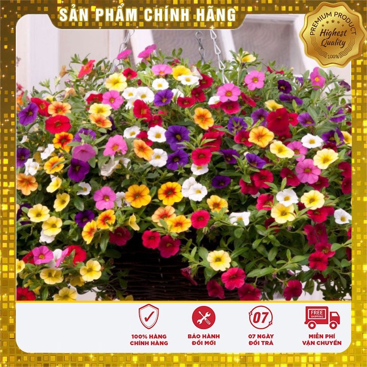 Hạt giống hoa dạ yến thảo rủ mix F1 nhiều màu