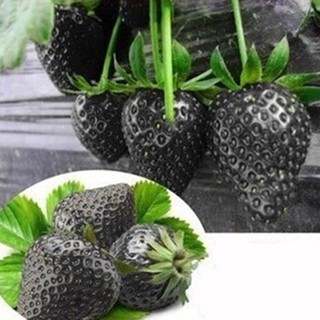 50 Hạt giống Dâu tây đen