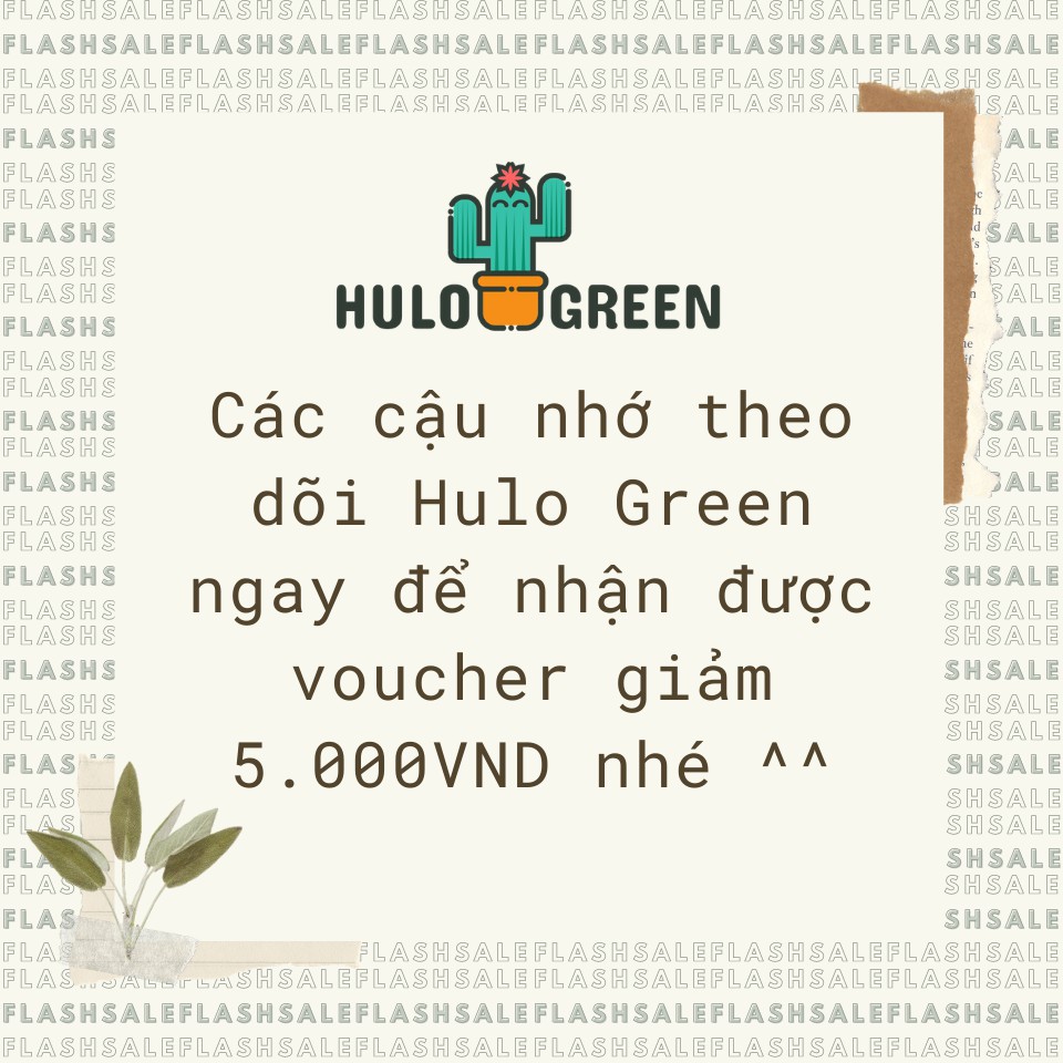 Cây Xương Rồng Thanh Sơn Hulo Green (Không Dùng Đất - Chậu Thiếc) - Trang Trí, Decor Phòng, Cây Cảnh Mini Để Ba