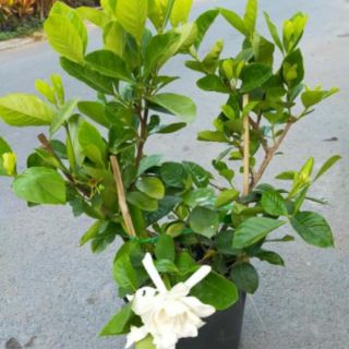 Cây Hoa Lài....( Cây  hoa nhành nhành)