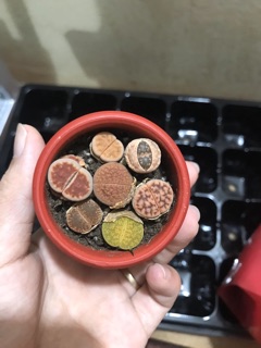 sen mông ( sen lithop)