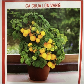 Hạt giống cà chua lùn vàng