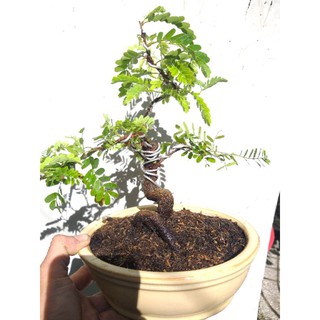 Me Thái bonsai mini chậu oval