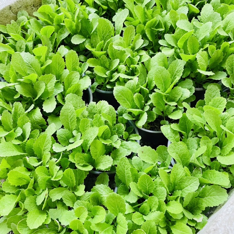 Cây Giống Cải Xanh - Vườn Ươm Thái Ngân