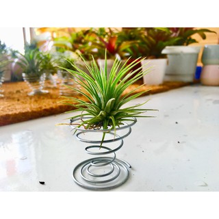 Lò xo tạo kiểu cho cây không khí