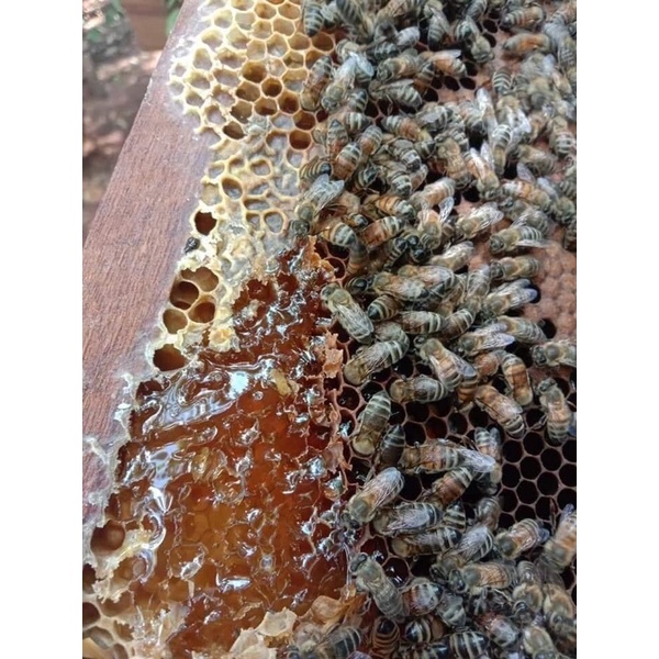 Mật ong hoa cà phê Đắk Lắk nguyên chất - Mật cafe chuẩn 100%