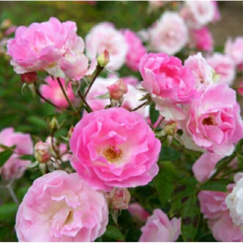 Hoa hồng Summer snow rose – Loài hồng bụi siêu hoa- Vườn Hoa Melinhrose